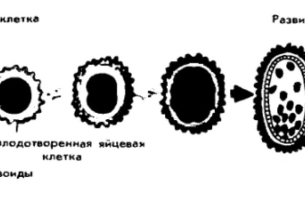 Kraken зеркало krakens13 at